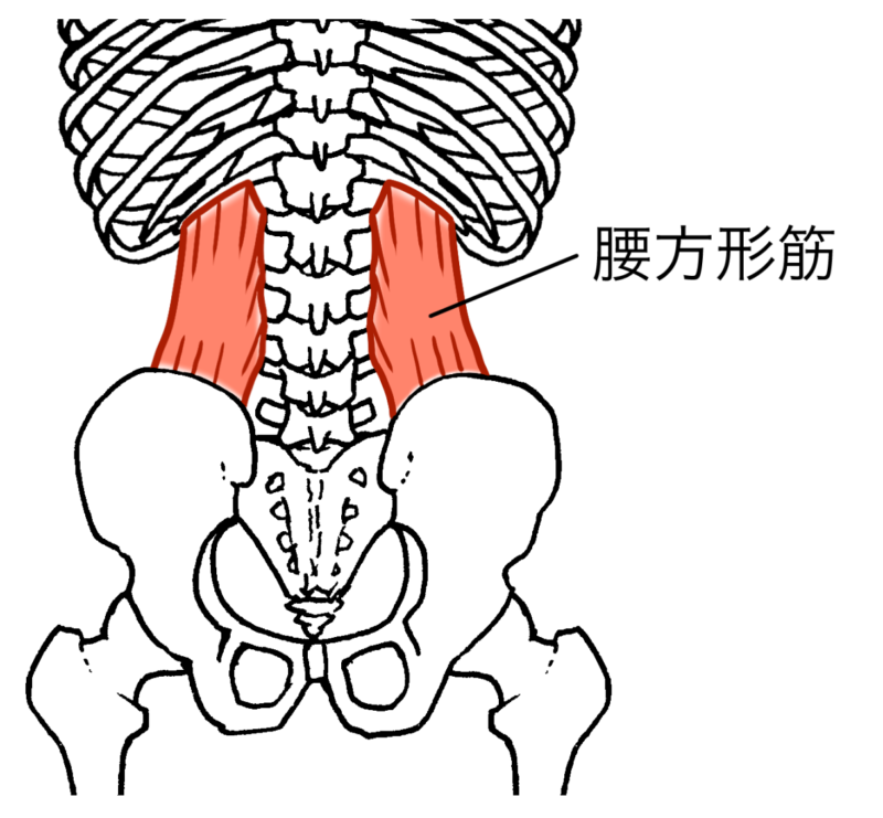腰方形筋イラスト